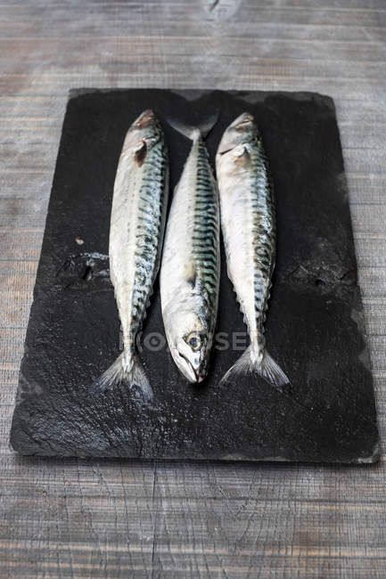 High angle close up of three fresh mackerel fish on black slate. — Stock Photo