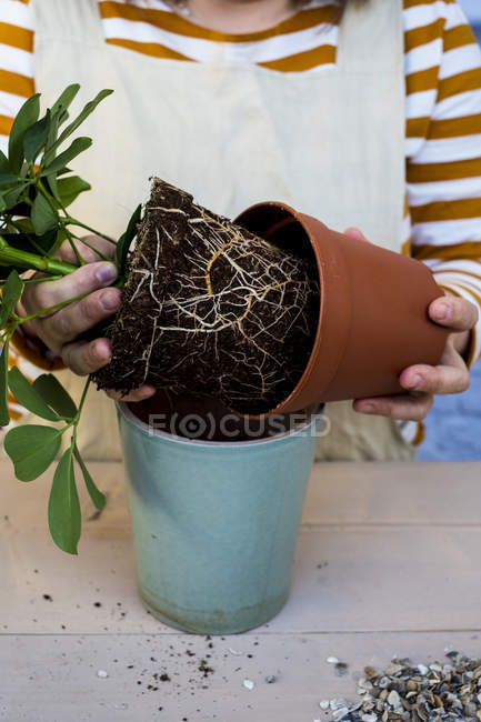 Primo piano di persona re-potting pianta in vaso di terracotta blu . — Foto stock