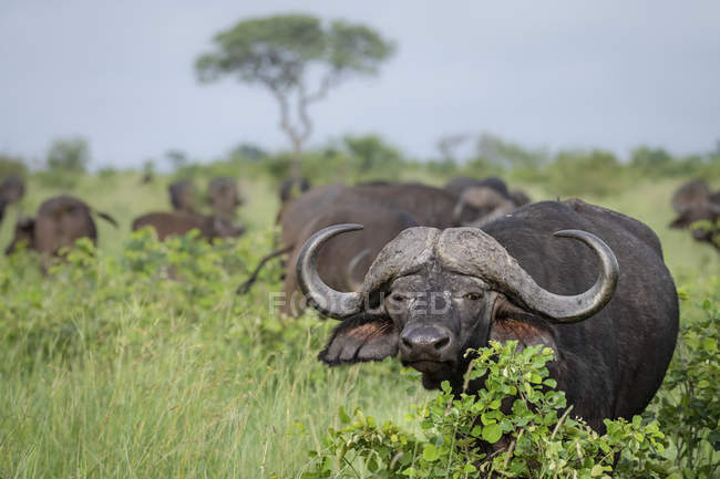 Capa africana de búfalo de pie en el campo verde con rebaño pastando en el fondo . - foto de stock