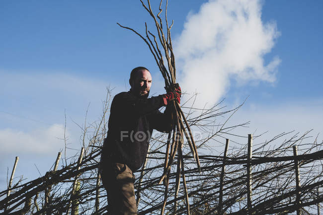 Barbudo hombre sosteniendo montón de pleachers de madera mientras que la construcción de seto tradicional
. - foto de stock