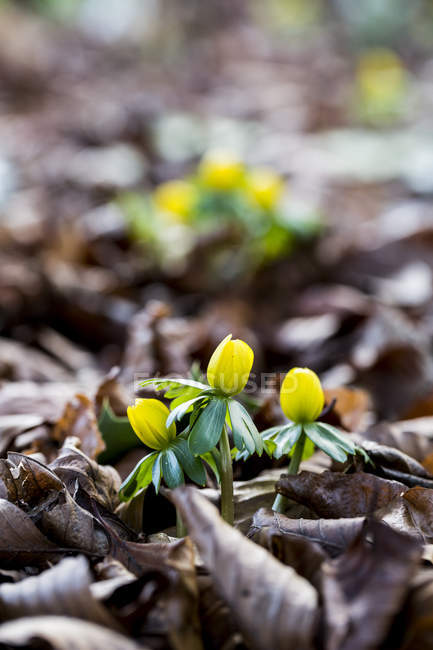Primo piano di piccoli aconiti gialli che fioriscono in corteccia e foglie cadute a fine inverno nell'Oxfordshire, Inghilterra — Foto stock