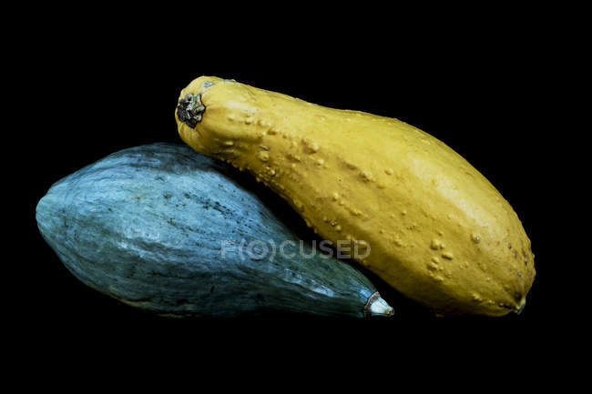 Close-up of blue and yellow pumpkins on black background. — Stock Photo