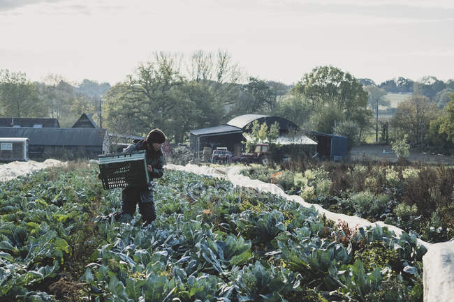 Donna in piedi sul campo, che trasporta casse di plastica e raccoglie cavolfiori
. — Foto stock