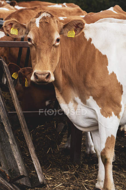 Piebald rojo y blanco Vaca de Guernsey en la granja, mirando en cámara . - foto de stock