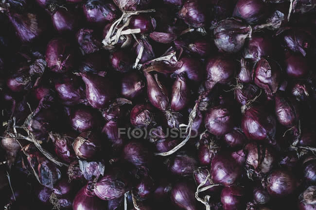 Gros plan sur les oignons rouges fraîchement récoltés . — Photo de stock