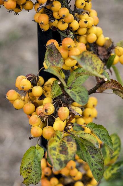 Cluster di bacche di malus giallo su albero nel frutteto . — Foto stock