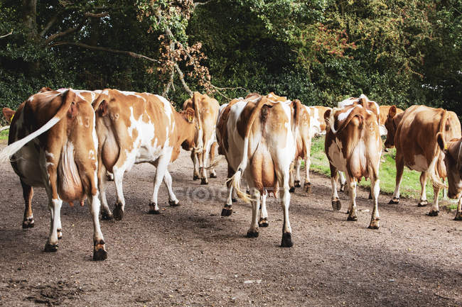 Manada de vacas Guernsey siendo conducidas a lo largo del camino rural . - foto de stock