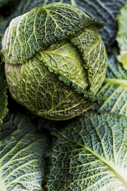 Bodegón de repollos verdes frescos de Saboya . - foto de stock