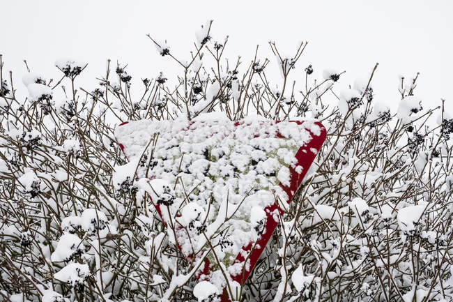 Nahaufnahme eines schneebedeckten dreieckigen Verkehrszeichens, das teilweise im Baum versteckt ist. — Stockfoto