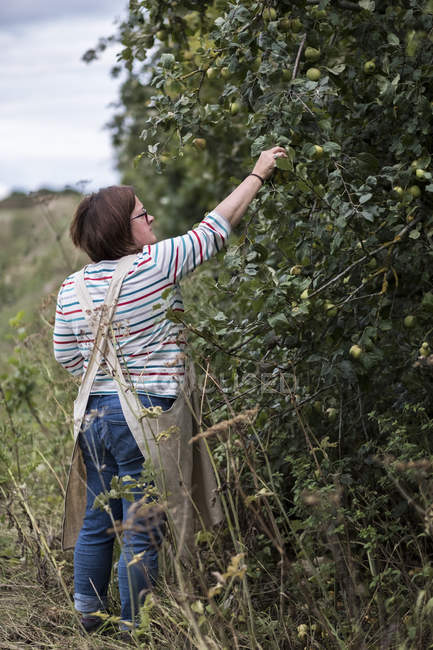 Woman in apron picking quinces from orchard tree. — Stock Photo