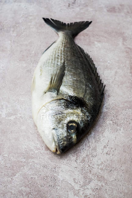 High angle close-up of fresh sea bream fish. — Stock Photo