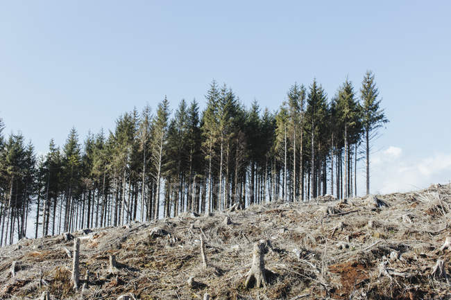Coteau avec épicéas, pruches et sapins abattus dans un paysage de déforestation — Photo de stock