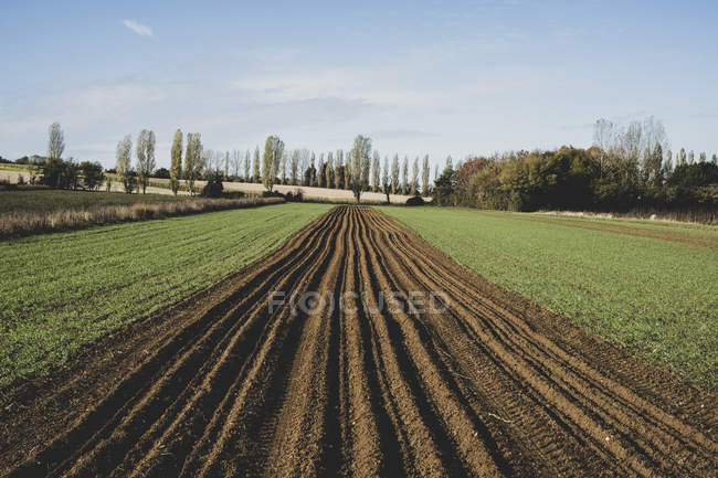 View along freshly ploughed field, poplars and woodland in background. — Stock Photo