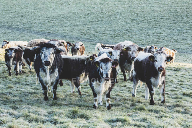Eine Herde englischer Langhorn-Kühe steht auf der Weide und blickt in die Kamera. — Stockfoto