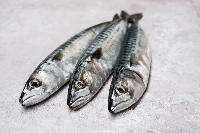 High angle view of three fresh mackerel fish on grey background. — Stock Photo