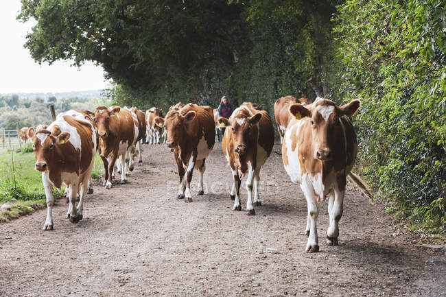 Herd of Guernsey cows being driven along rural road. — Stock Photo