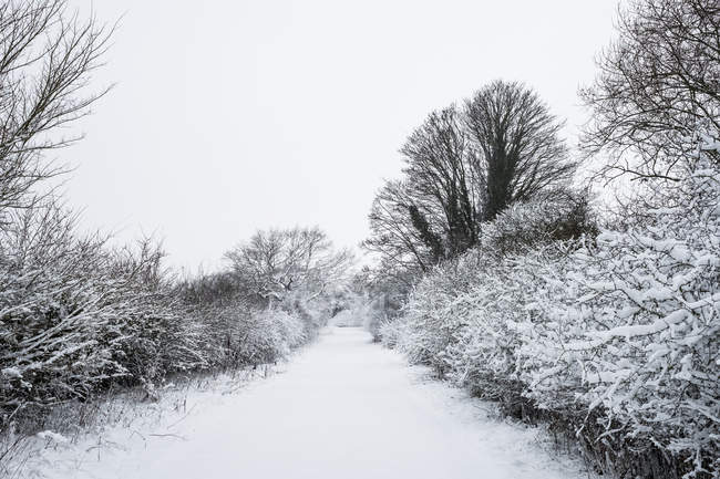 Cenário de inverno ao longo da estrada rural alinhada com árvores cobertas de neve . — Fotografia de Stock