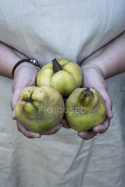 Close up of person holding three quinces. — Stock Photo