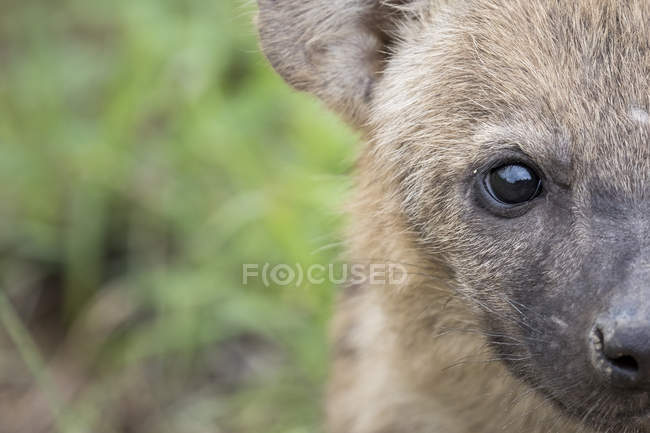 Hiena manchada em África, retrato de close-up — Fotografia de Stock