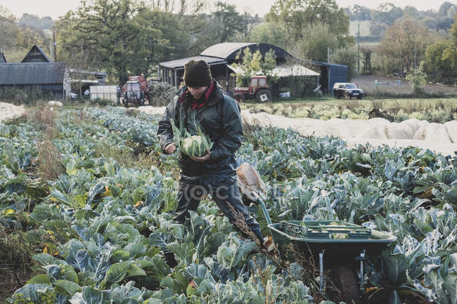 Женщина, стоящая в поле и собирающая цветную капусту . — стоковое фото