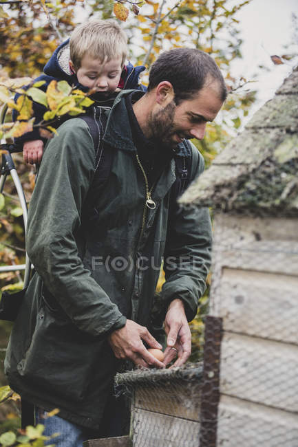 Barbudo llevando a su hijo en la espalda y recogiendo huevos frescos de gallinero en la granja . - foto de stock