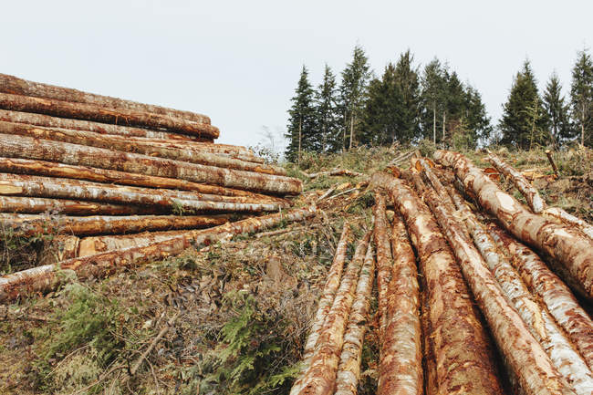 Stacked logs from clearcutting in the Pacific Northwest, Washington — Stock Photo