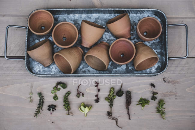 Vista dall'alto della selezione di piccole piante grasse e pentole in terracotta su vassoio metallico . — Foto stock