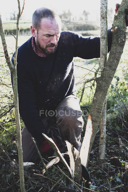 Bearded man kneeling next to wooden stakes, building traditional hedge. — Stock Photo