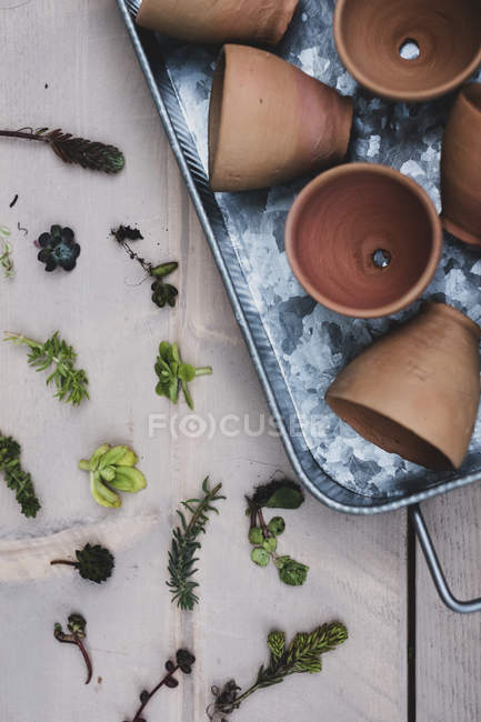 Vue du dessus de la sélection de petits succulents et pots en terre cuite sur plateau métallique . — Photo de stock