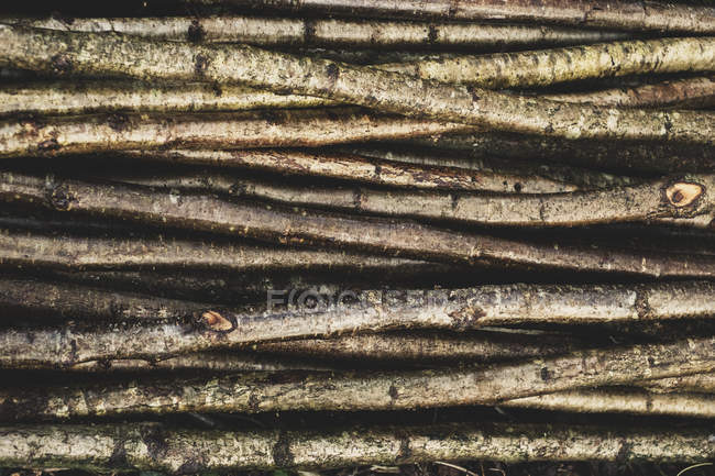 Close-up of bunch of wooden stakes used in traditional hedge building. — Stock Photo