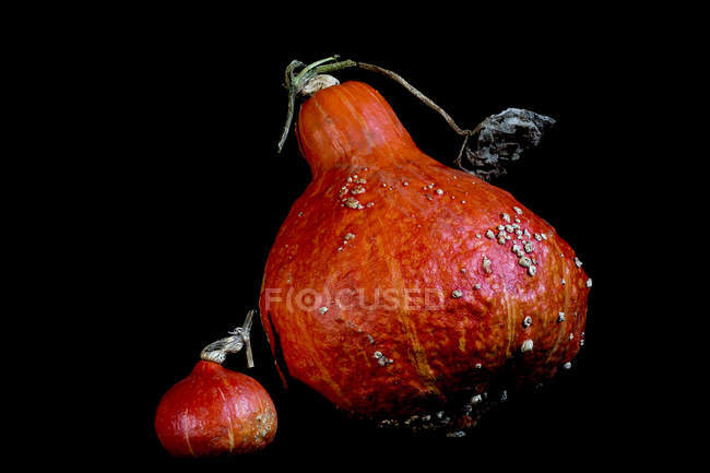 Close-up of small and large Red Kuri pumpkins on black background. — Stock Photo