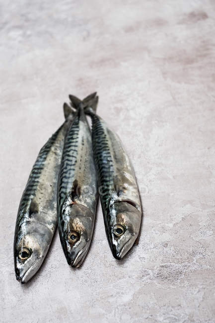 Vista ad angolo alto di tre pesci sgombri freschi su sfondo grigio . — Foto stock