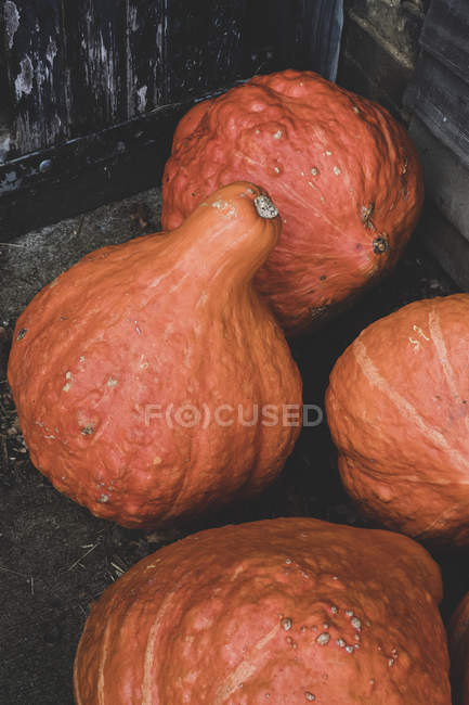 Primer plano de las calabazas Hubbard de naranja recién cosechadas . - foto de stock