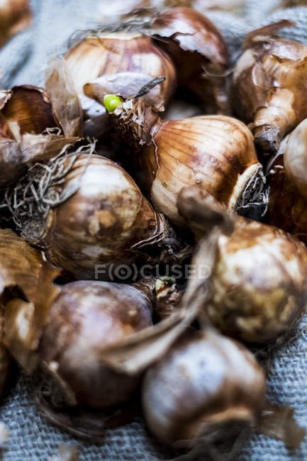 Nahaufnahme von braunen Zwiebelzwiebeln auf grauem Hintergrund. — Stockfoto