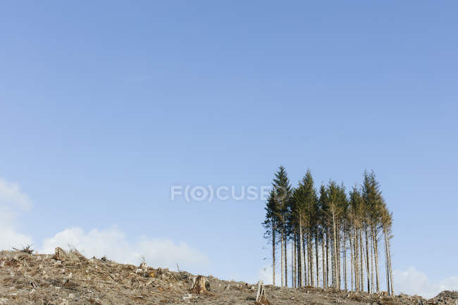 Open hillside landscape with trunks and logs of spruces, hemlocks and firs trees against blue sky — Stock Photo