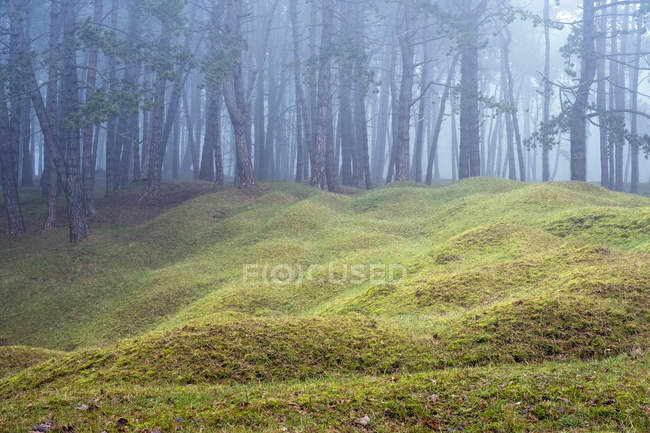 Bosco nebbioso con cumuli di erba e alberi sullo sfondo . — Foto stock