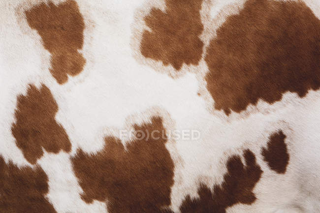 Close-up de couro de vaca Guernsey vermelho e branco piebald . — Fotografia de Stock