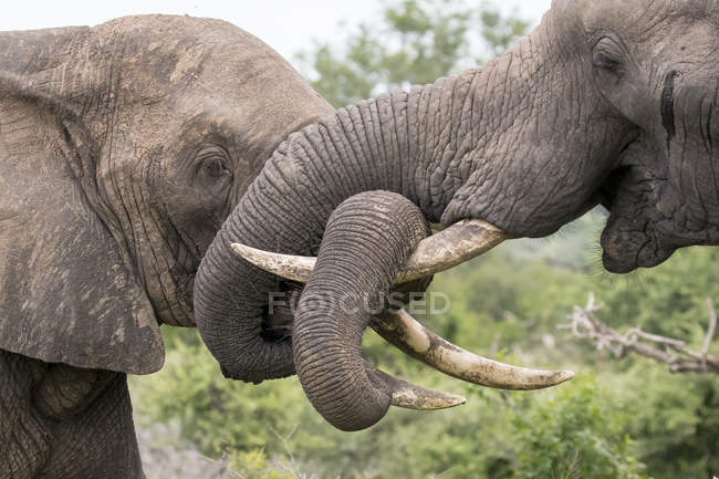 Dos elefantes africanos envolviendo troncos juntos y alrededor de colmillos como jugando a la lucha en África . - foto de stock