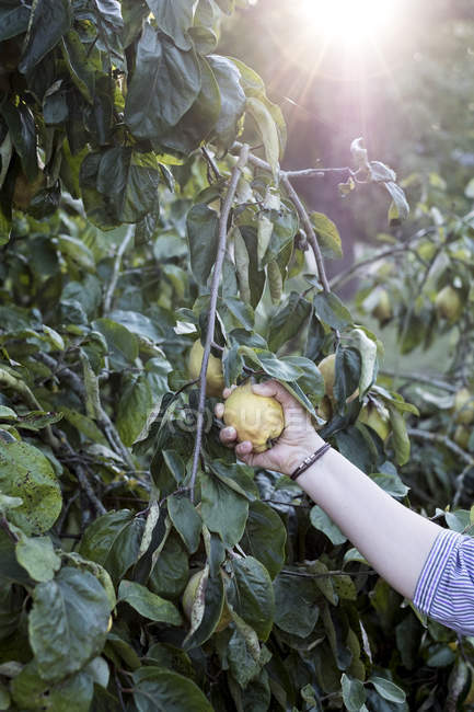 Primo piano di persona che raccoglie mele cotogne dall'albero . — Foto stock