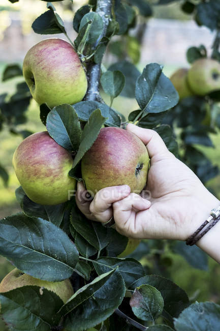 Close-up de pessoa mão colhendo maçãs vermelhas e verdes da árvore . — Fotografia de Stock