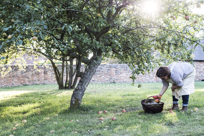 Женщина в фартуке держит коричневую плетеную корзину, собирая яблоки с земли . — стоковое фото