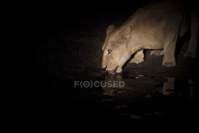 Close-up of lioness crouching down at night and drinking water from waterhole, tongue out. — Stock Photo