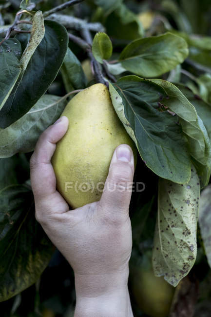 Close up of person picking quince from tree. — Stock Photo