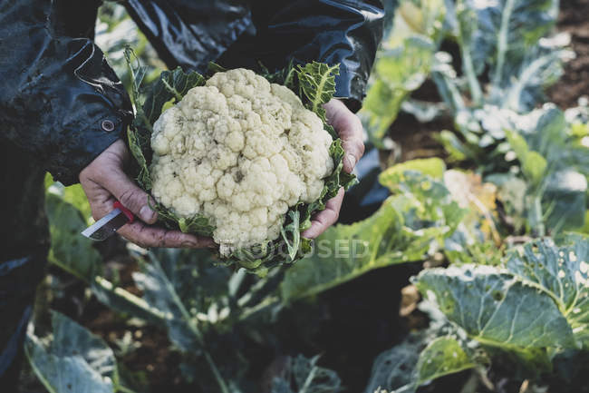 Close-up of hands of woman holding freshly harvested cauliflower. — Stock Photo