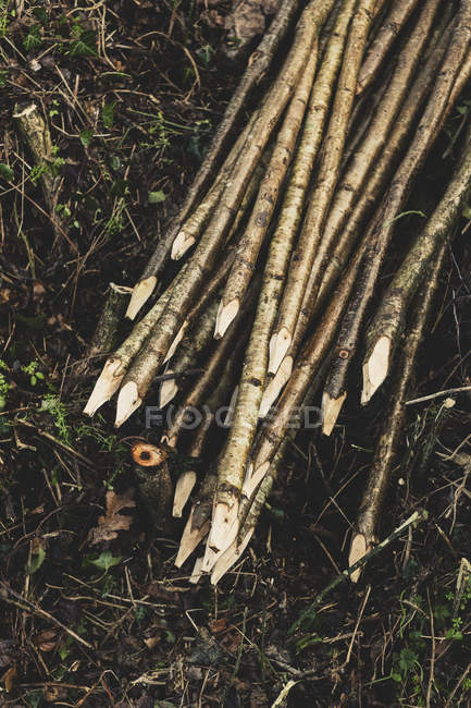 High angle close-up of bunch of wooden stakes used in traditional hedge building. — Stock Photo