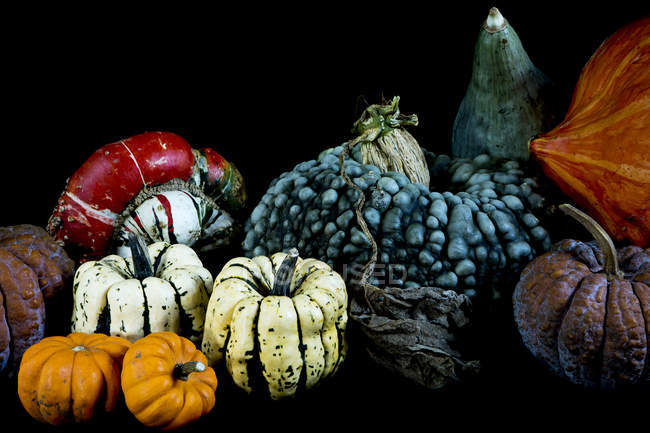 Variety of freshly harvested pumpkins on black background. — Stock Photo