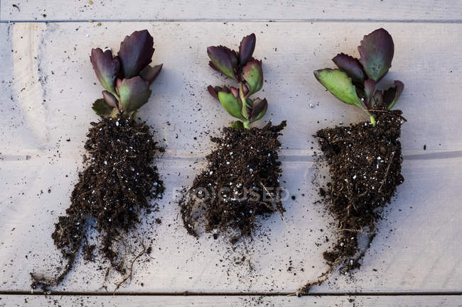 High angle close-up of three small succulents with soil attached to roots. — Stock Photo