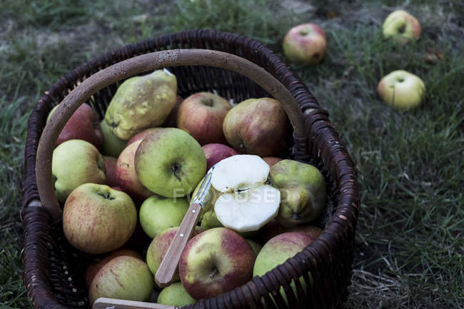 Vista de ángulo alto de manzanas recién recogidas en canasta de mimbre marrón . - foto de stock