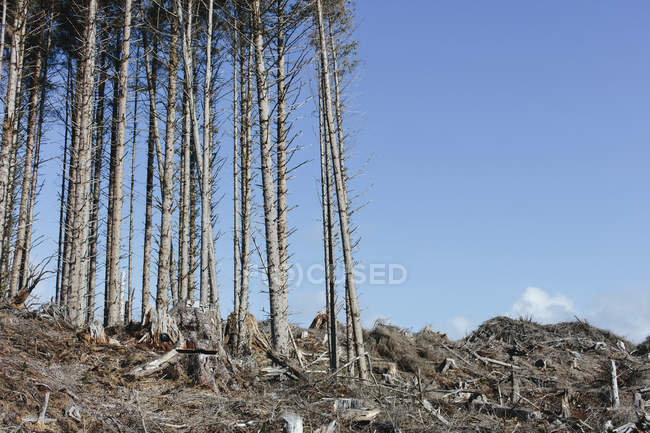 Paisagem de encosta aberta com troncos e troncos de abetos, cicutas e abetos contra o céu azul — Fotografia de Stock