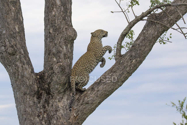 Leopard steht auf Hinterbeinen in Baum und springt vor blauem Himmel — Stockfoto